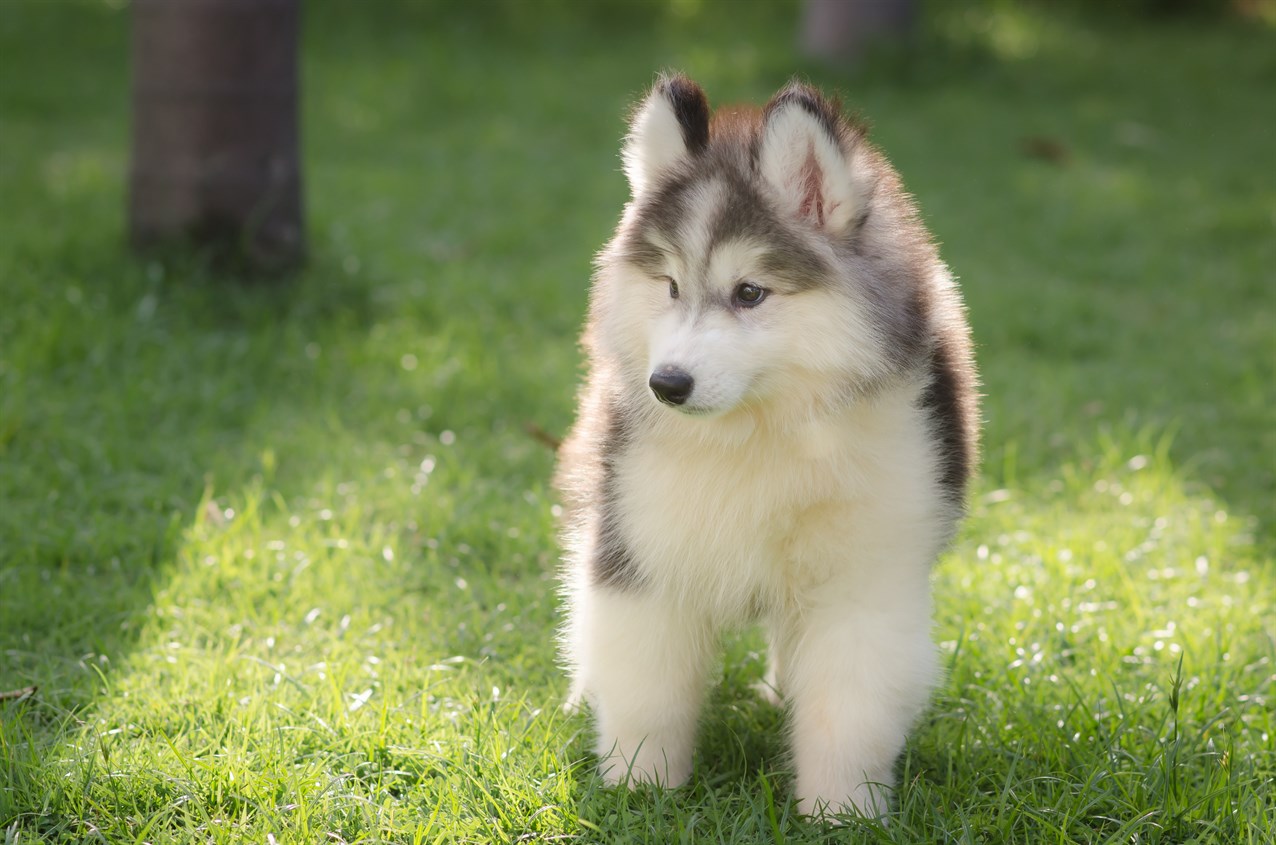 Siberian Husky Puppy enjoy walking on green grass filed