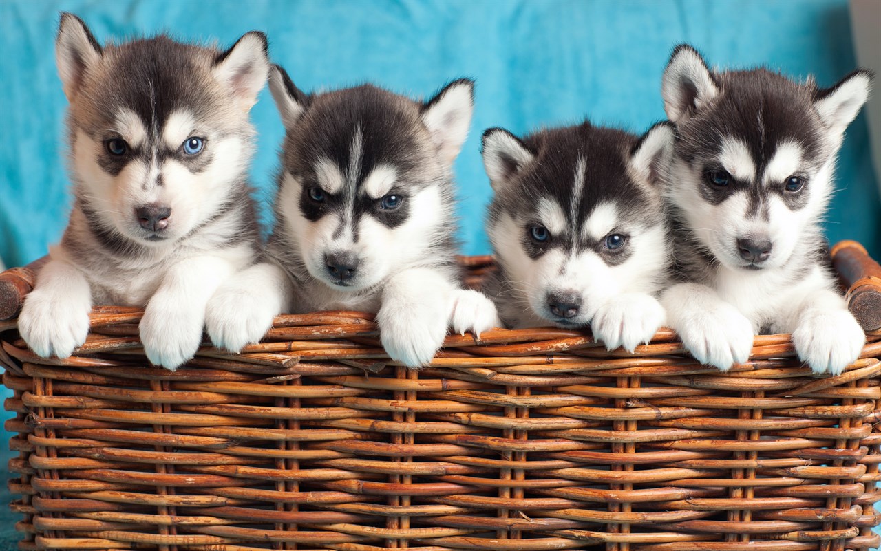 A liiter of Siberian Husky Puppies standing inside rattan basket