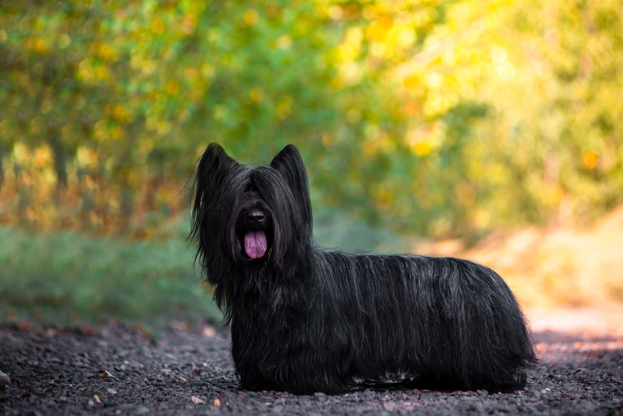 Black Skye Terrier standing on gravel road looking at camera with its tongue out