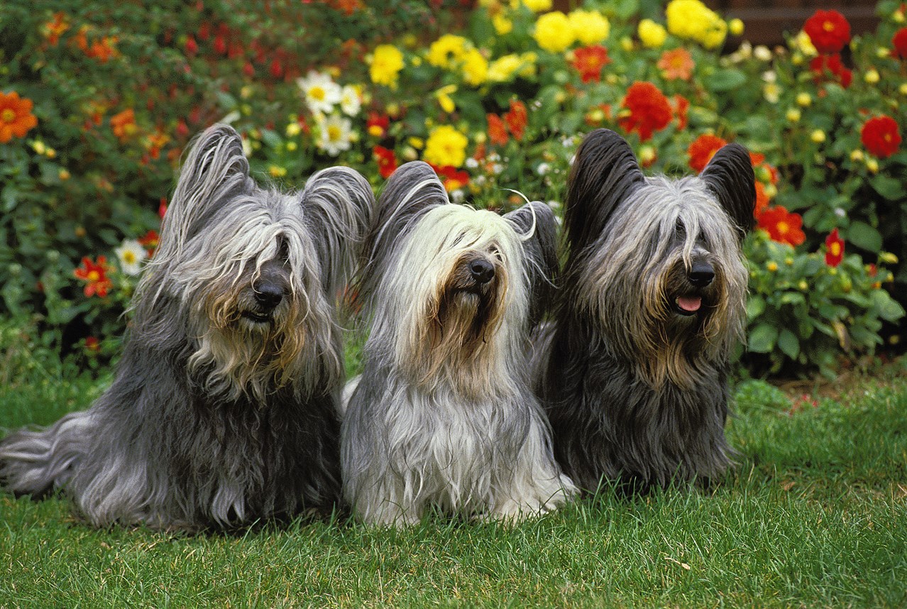 Three Skye Terrier Dogs enjoying outdoor next to a flower garden