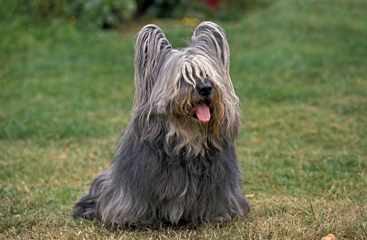 Skye Terrier Dog standing on partially dried grass with its tongue sticking out