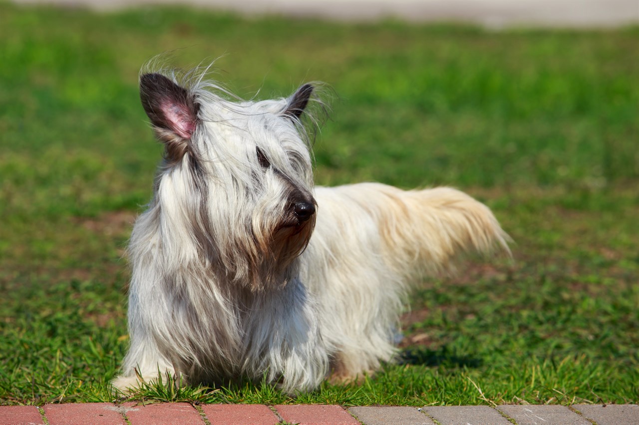 Skye Terrier Dog enjoy a nice walk near bricks road on a sunny day