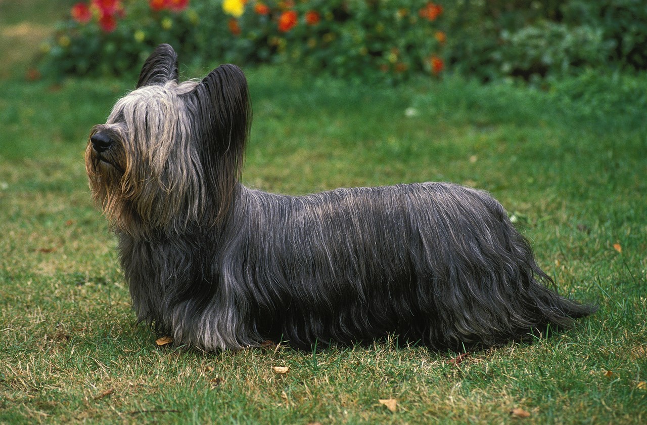 Side view of Skye Terrier Dog standing on green grass near flower shrubs