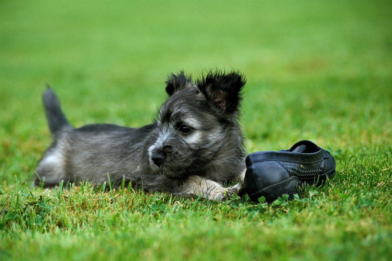 Skye Terrier Puppy lying on a grass grass playing with a black shoe