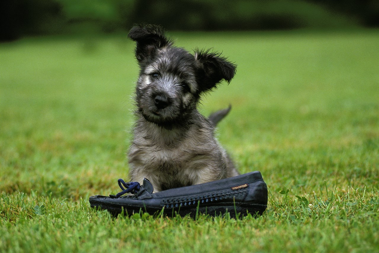 Cute Skye Terrier Puppy standing on top a black shoe looking at camera