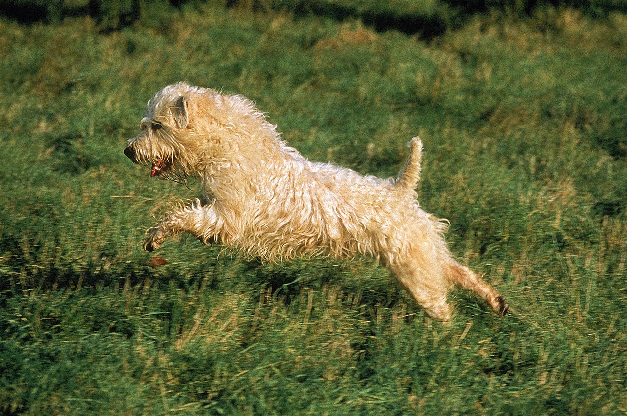 Playful Soft Coated Wheaten Terrier Dog jumping across the green grass field