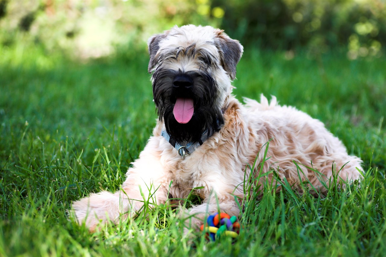 Soft Coated Wheaten Terrier Dog playing with dog toys on tall green grass