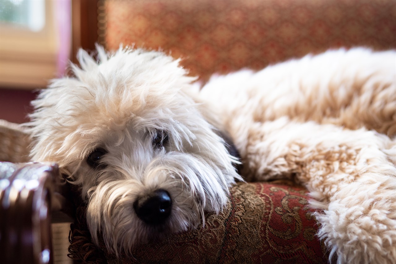 Close up view of Soft Coated Wheaten Terrier Dog lying indoor