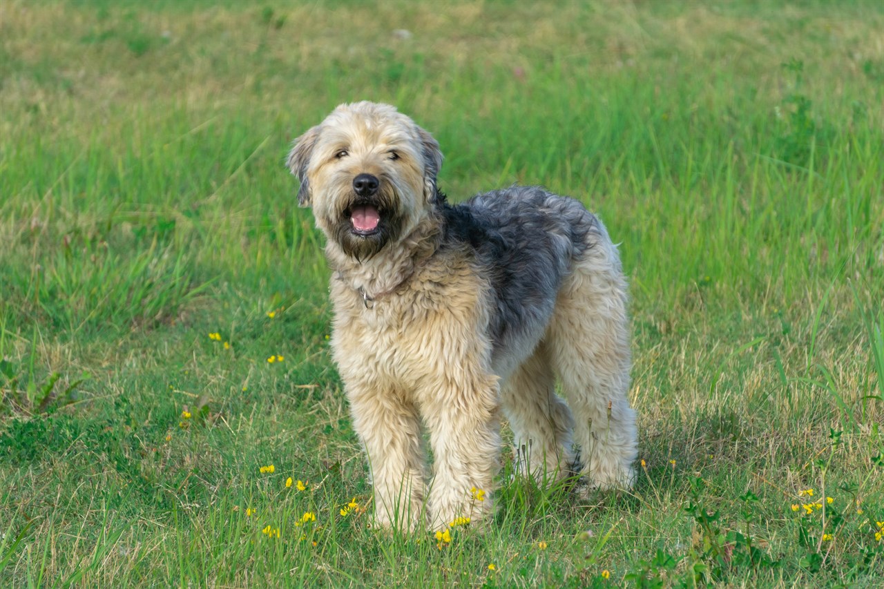 Soft Coated Wheaten Terrier Dog standing on grass field smiling towards the camera