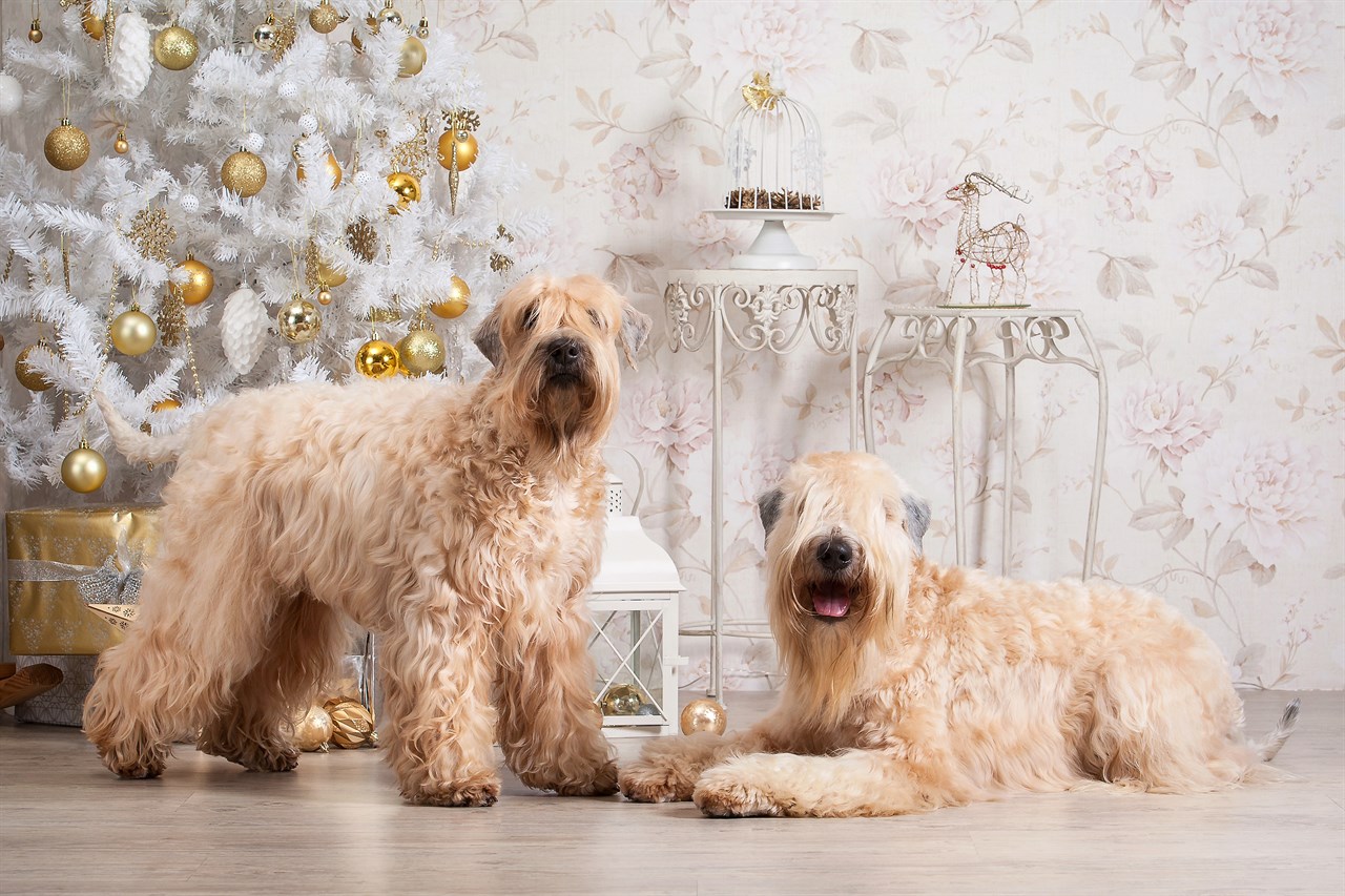 Two Soft Coated Wheaten Terrier Dogs taking a picture indoor with christmas decoration