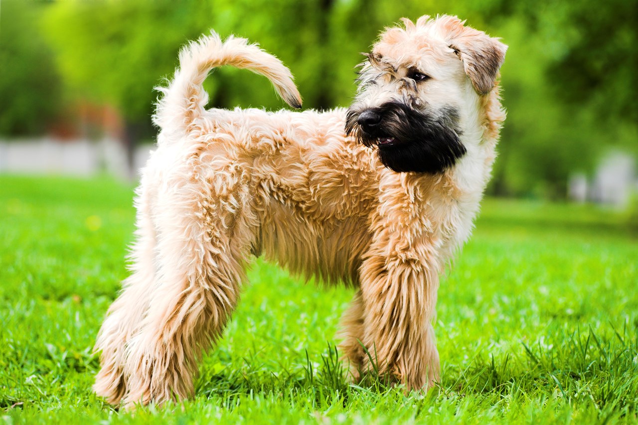 Side view of Soft Coated Wheaten Terrier Dog standing on a beautiful green grass