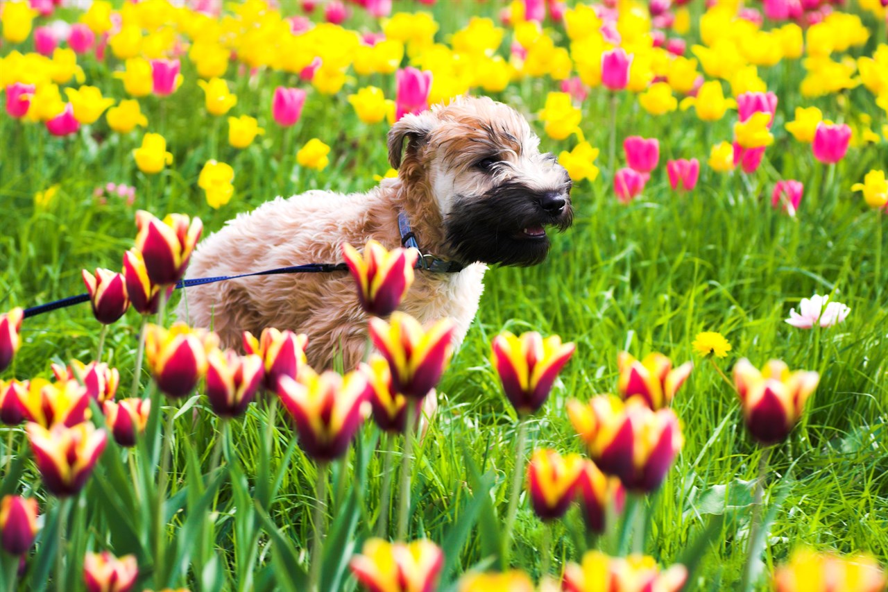 Soft Coated Wheaten Terrier Puppy standing in the middle of tulips flower field