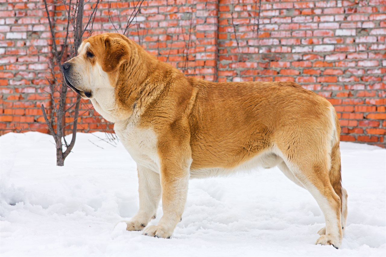 Spanish Mastiff Dog standing on the snow near red brick walls