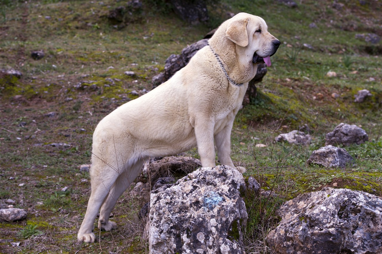 Side view of Beige Spanish Mastiff Dog stand on top of a big rock