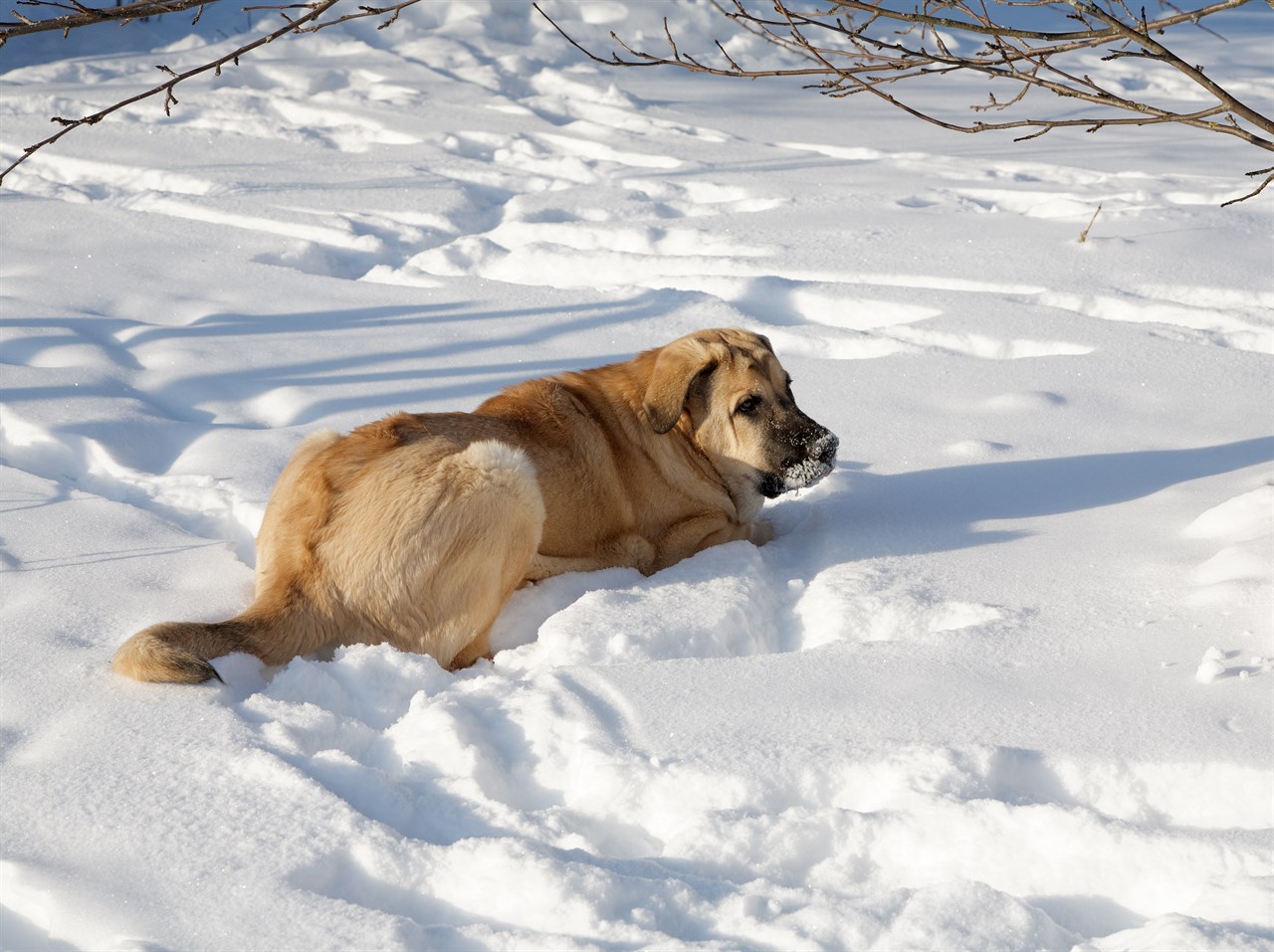 Brown Spanish Mastiff Dog lying on snow covered ground