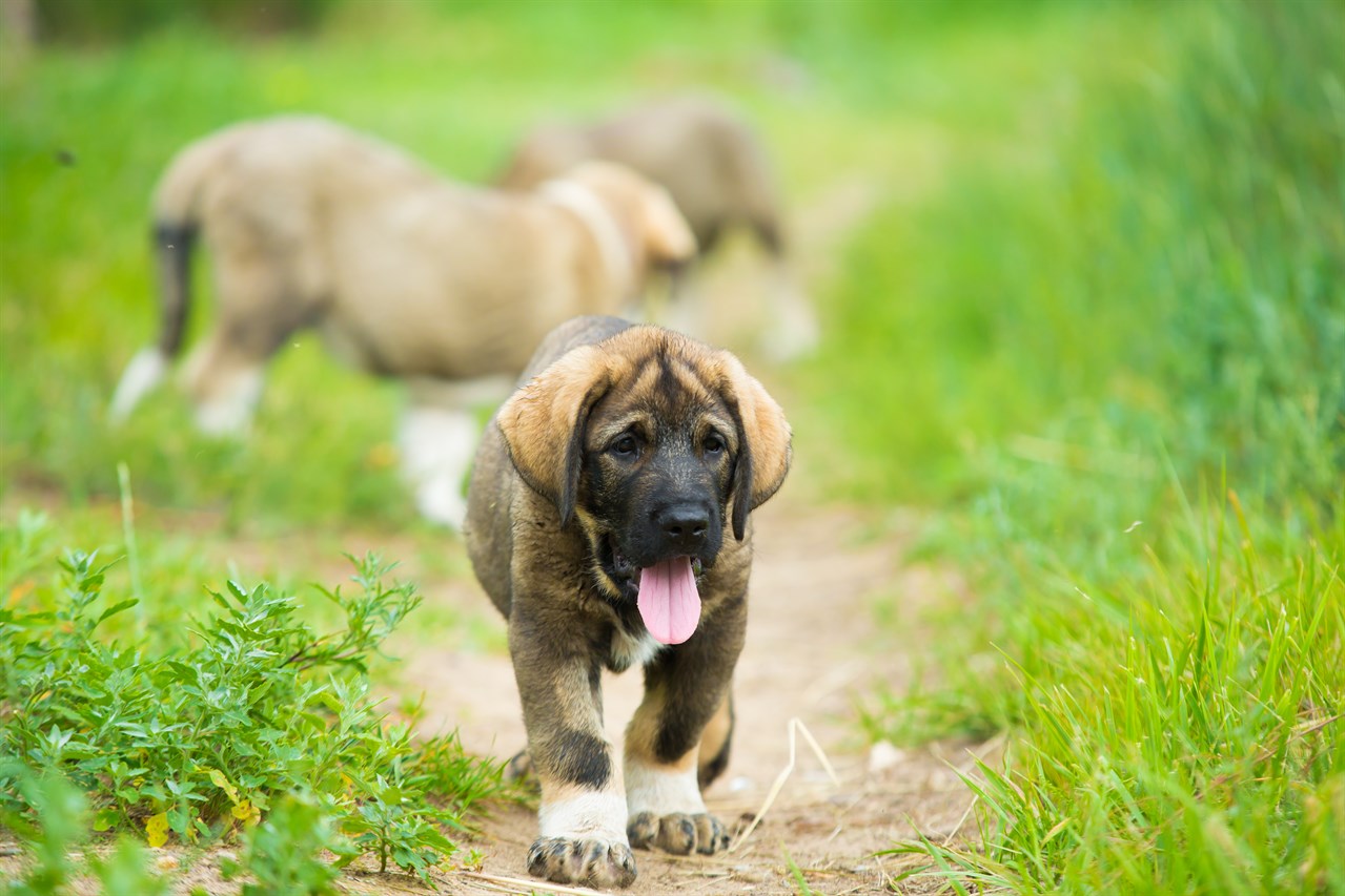 Three Spanish Mastiff Puppies enjoying outdoor exploring green grass walkway