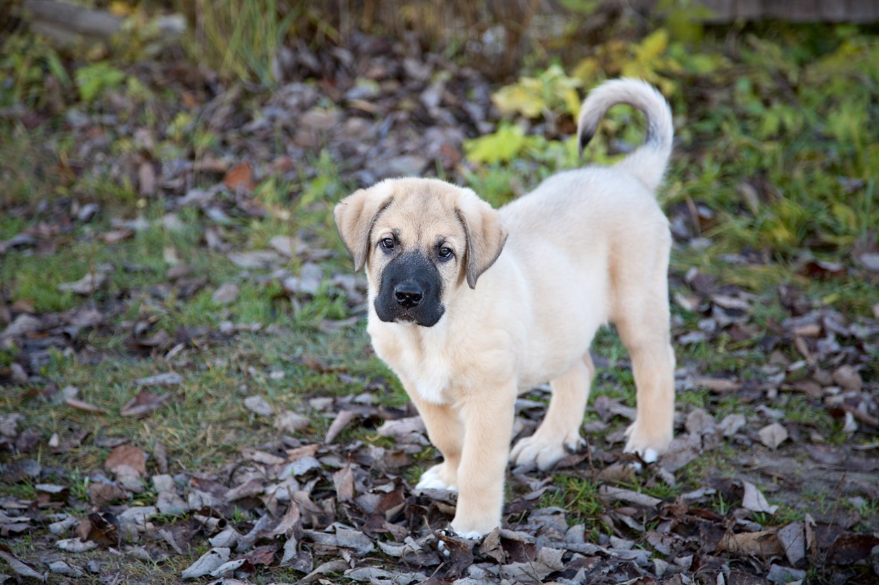 Spanish Mastiff Puppy standing on dried leaves covered ground looking up at camera