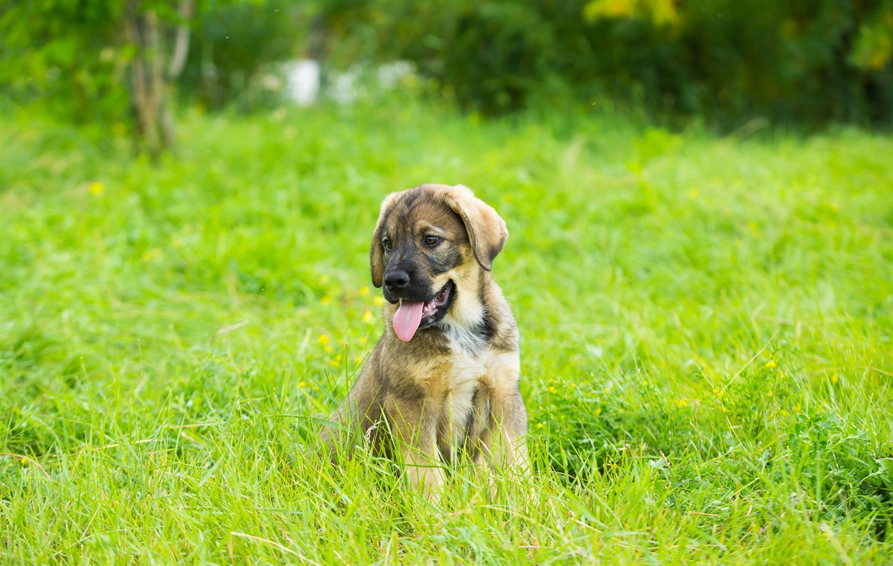 Spanish Mastiff Puppy sitting in the middle of tallgreen grass field