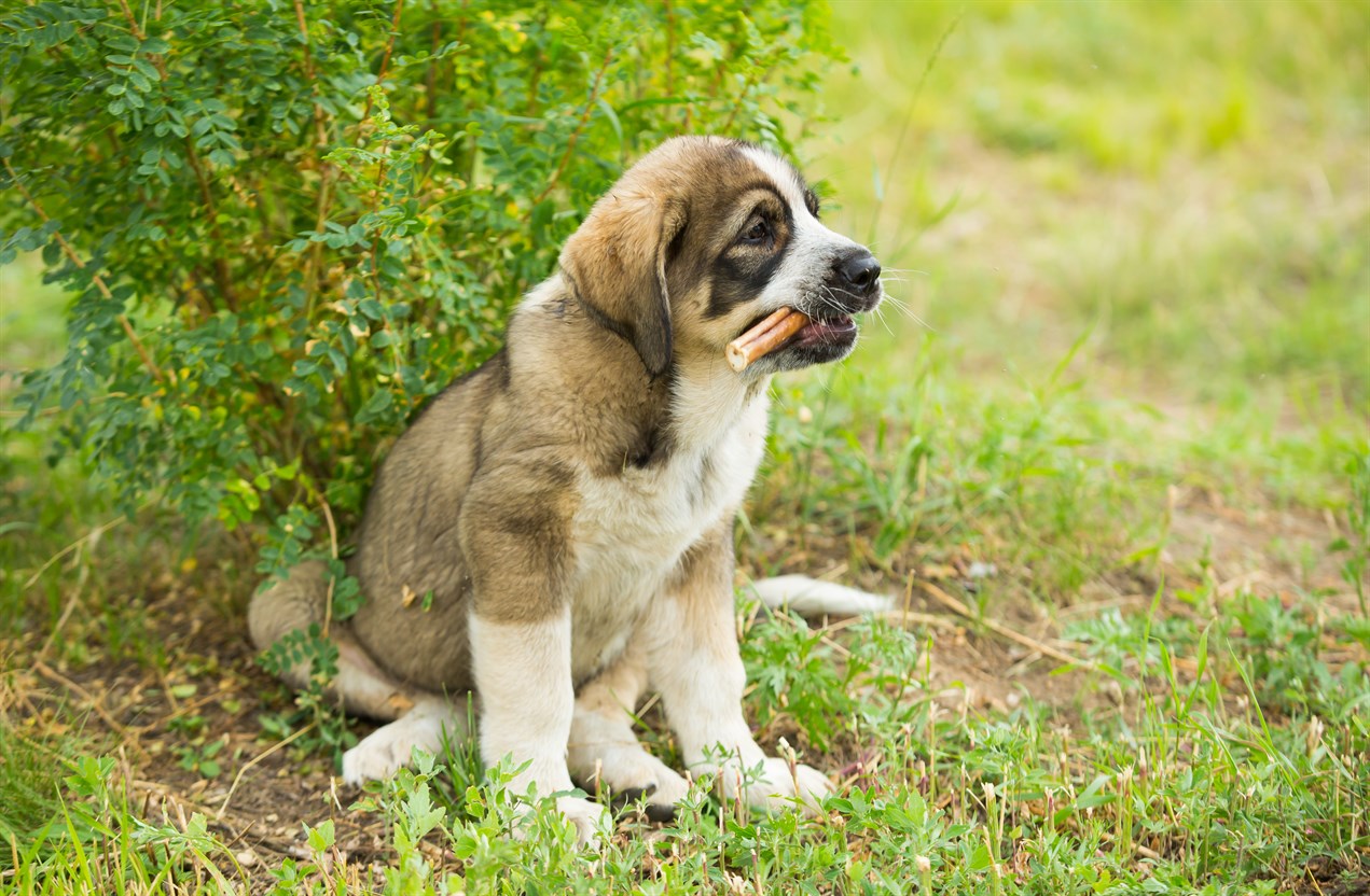 Spanish Mastiff Puppy sitting againts a small short tree with a wood stick in its mounth