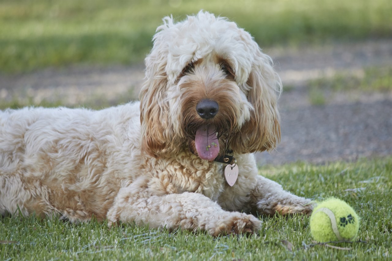 Spoodle Dog playing with tennis ball outdoor smilling wide