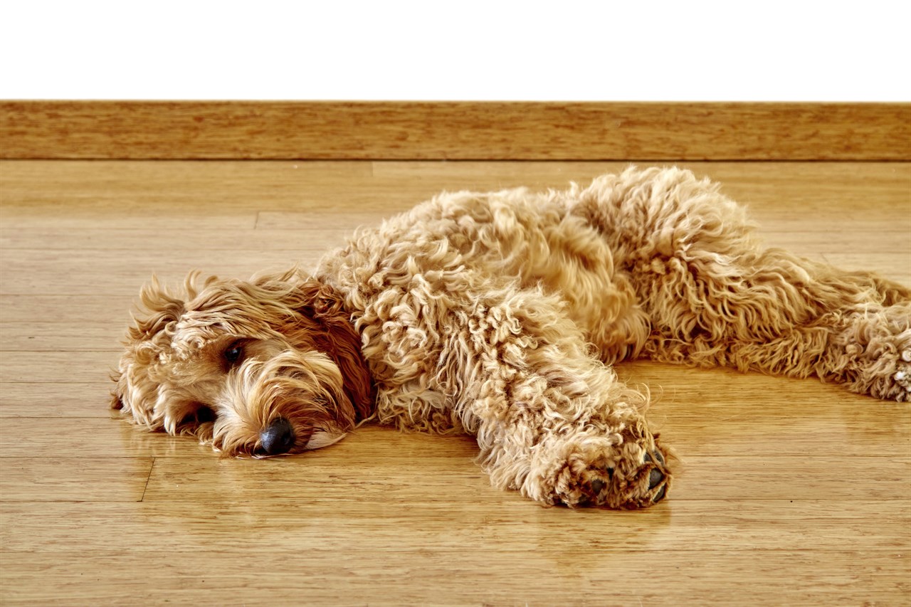 Spoodle Dog lying indoor on a wooden floor