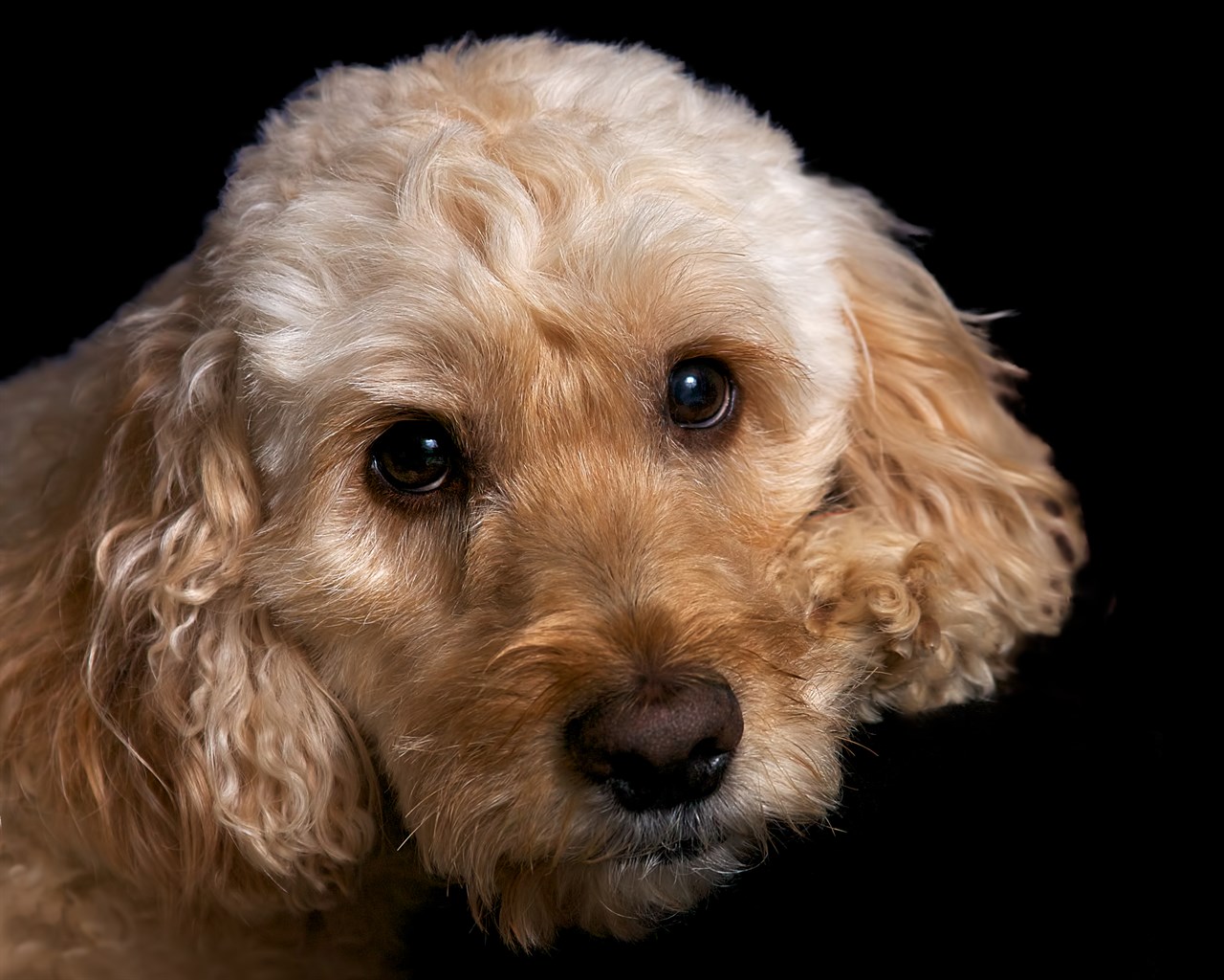 Close up view of Spoodle Puppy face looking at the camera