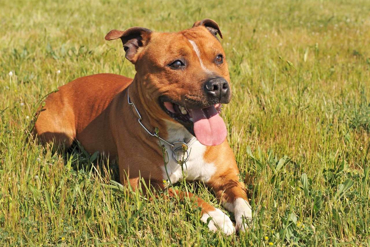 Staffordshire Bull Terrier Dog sitting outdoor smilling wide wearing a chain collar