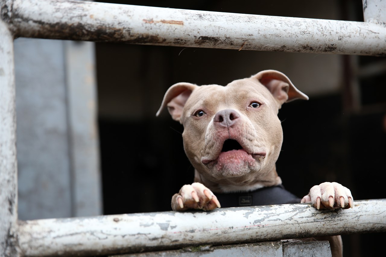 Close up view of Staffordshire Bull Terrier Dog face