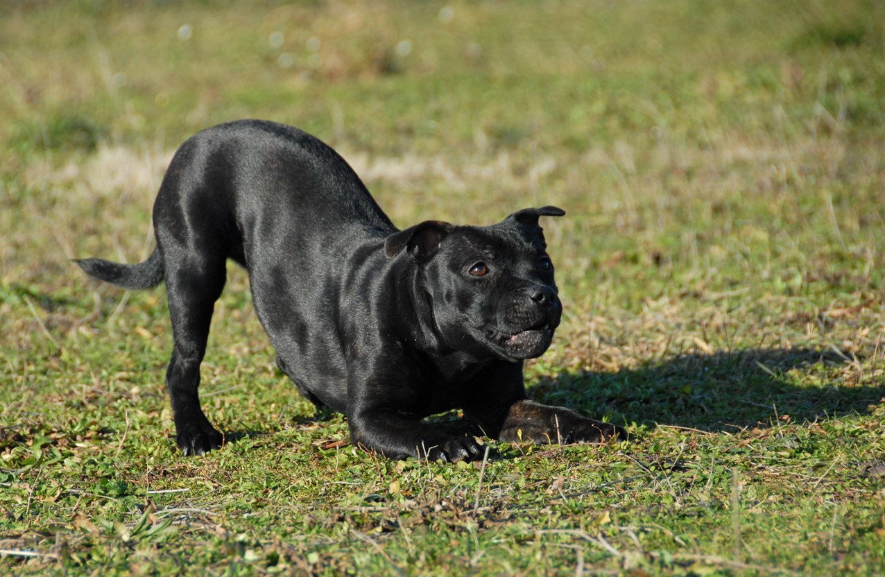 Black Staffordshire Bull Terrier Dog enjoy playing outdoor on green grass