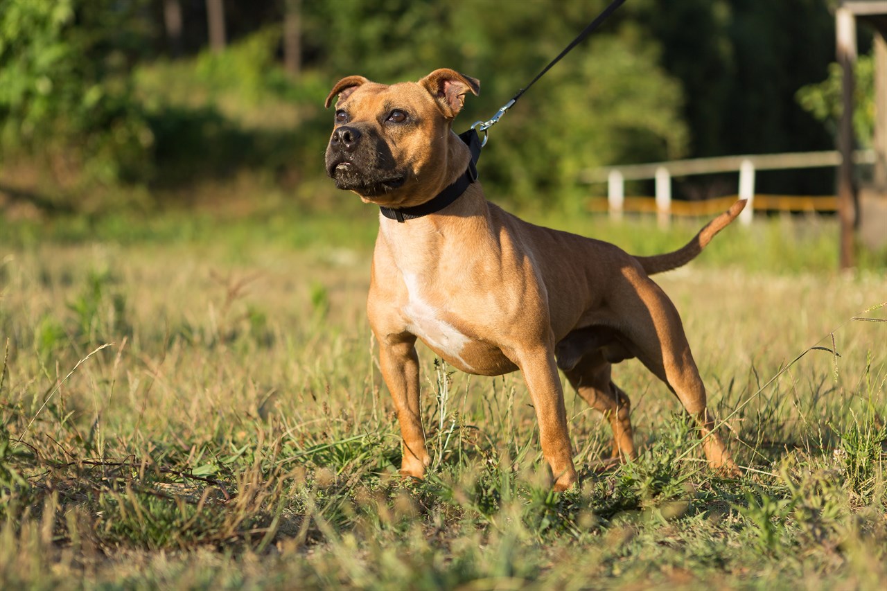 Staffordshire Bull Terrier Dog walking on grass field wearing a leash