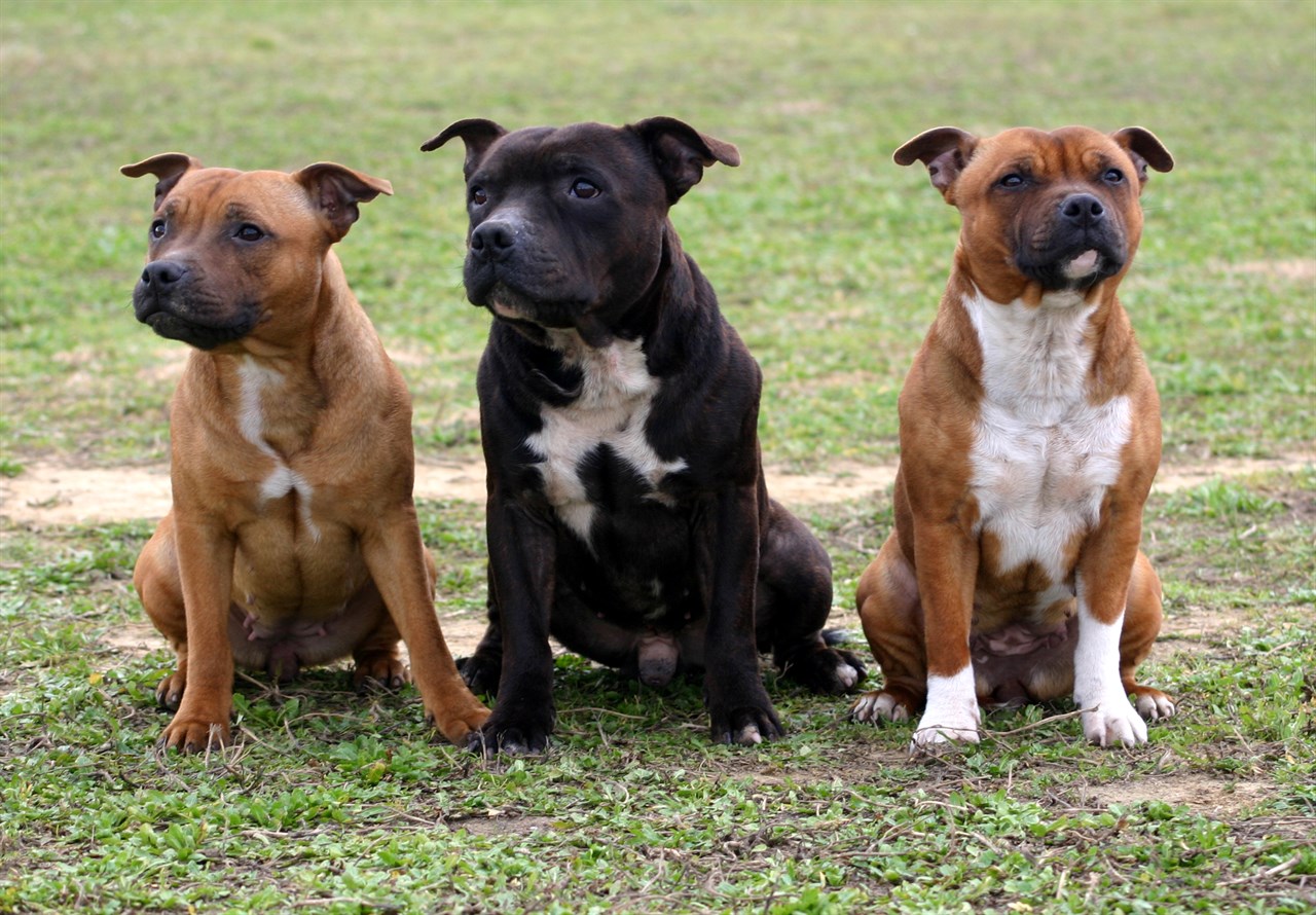 Three Staffordshire Bull Terrier Dogs standing together in the middle patchy grass filed