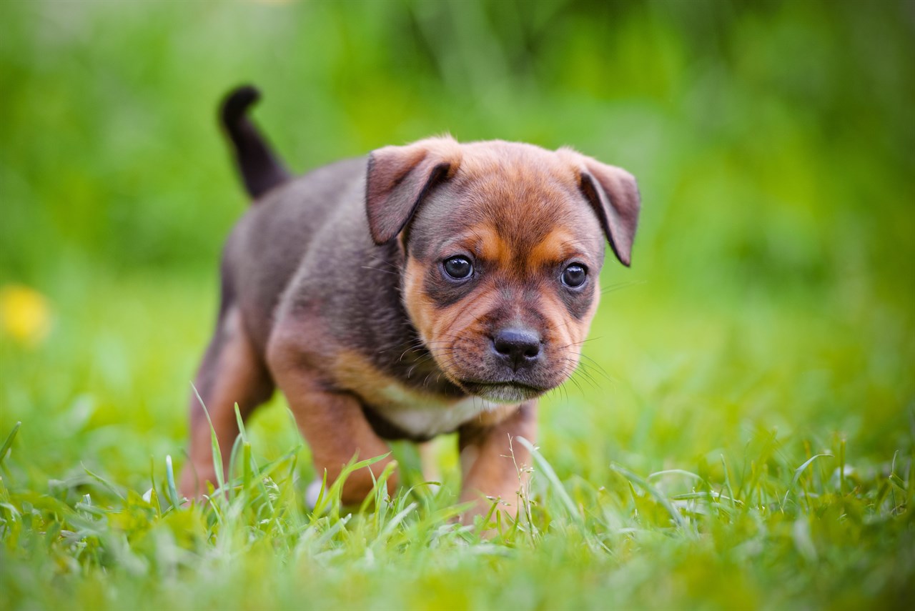 Staffordshire Bull Terrier Puppy standing on beautiful green grass field looking at camera