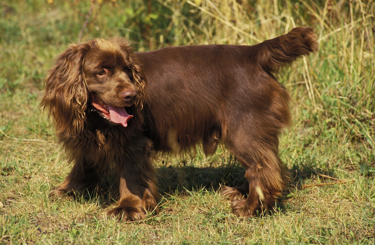 Side view of Sussex Spaniel Dog playing on grass field on sunny day