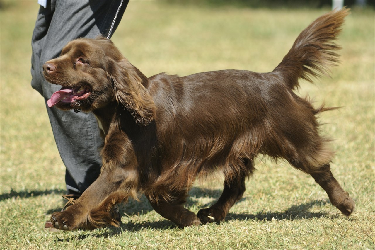 Sussex Spaniel Dog walking outdoor with owner wearing a leash