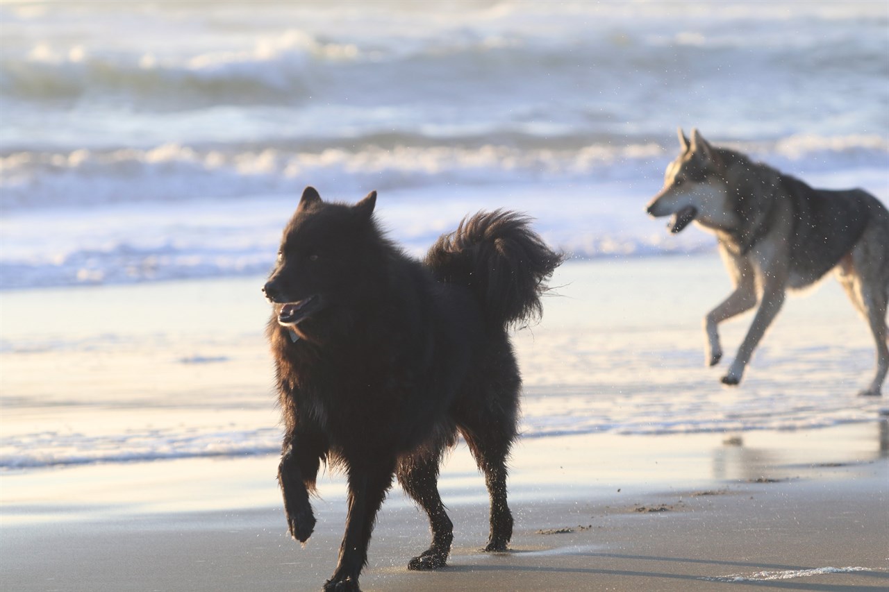 Swedish Lapphund Dog running on a beach with other dog during sunset