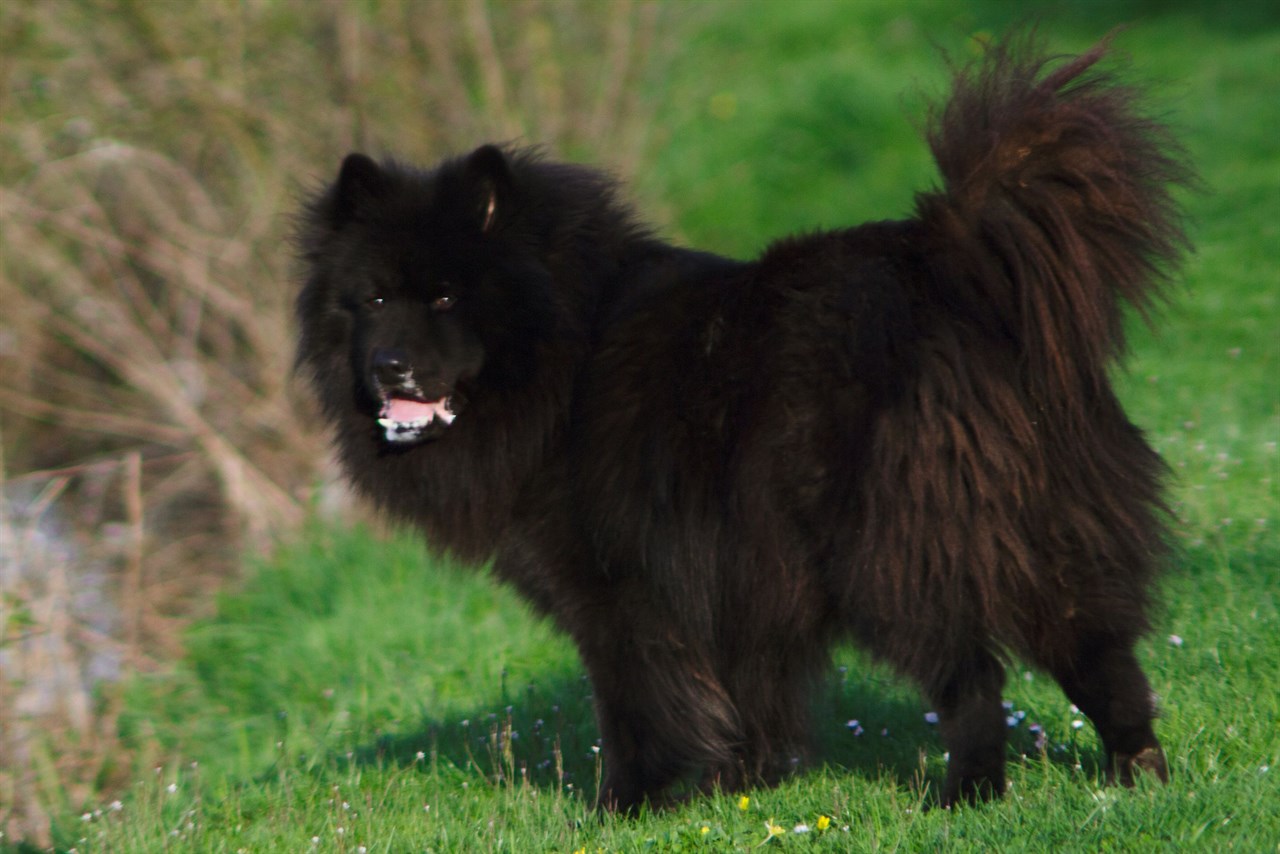 Black Swedish Lapphund Dog standing on beautiful green grass looking at camera