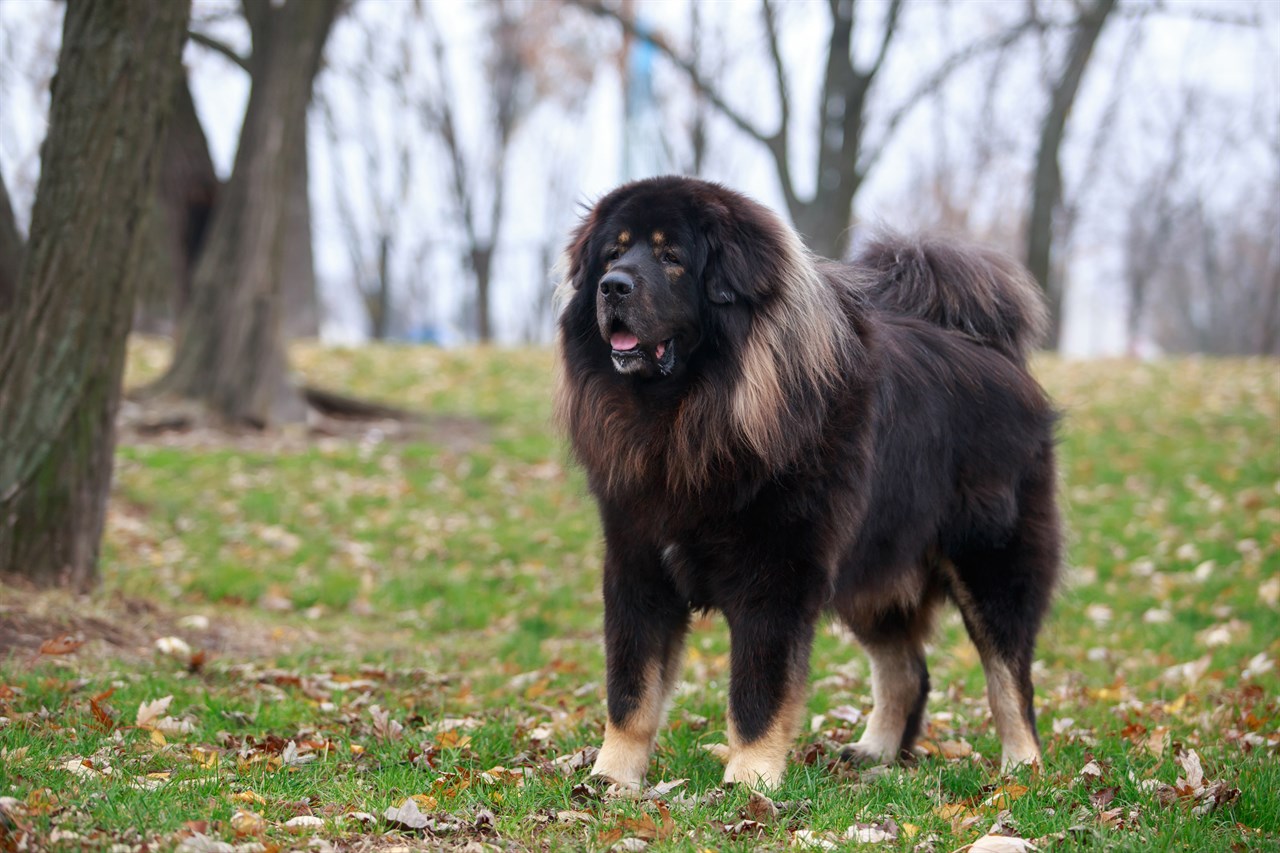 Black Tibetan Mastiff Dog standing in the near woods during autumn