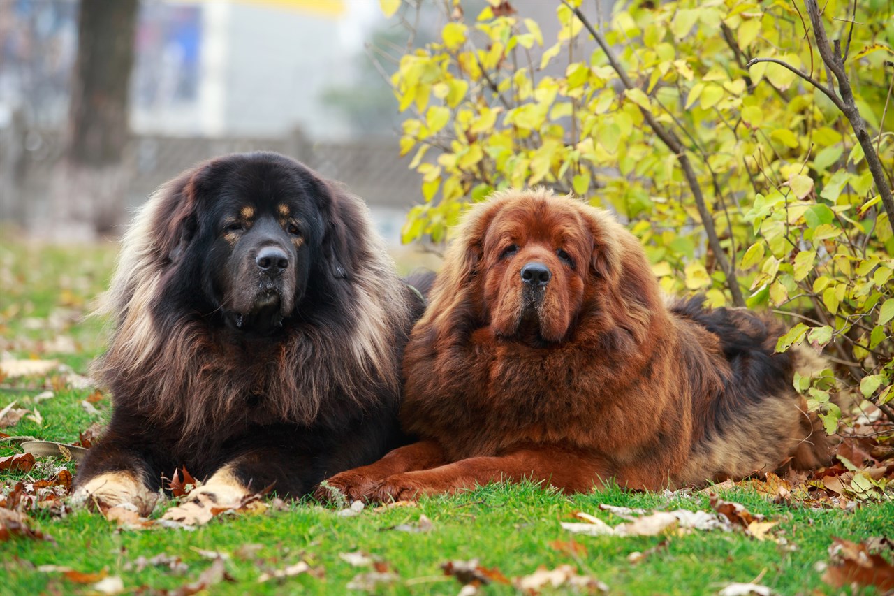 Two Tibetan Mastiff Dogs sitting on dried covered leaves grass near tree shrubs