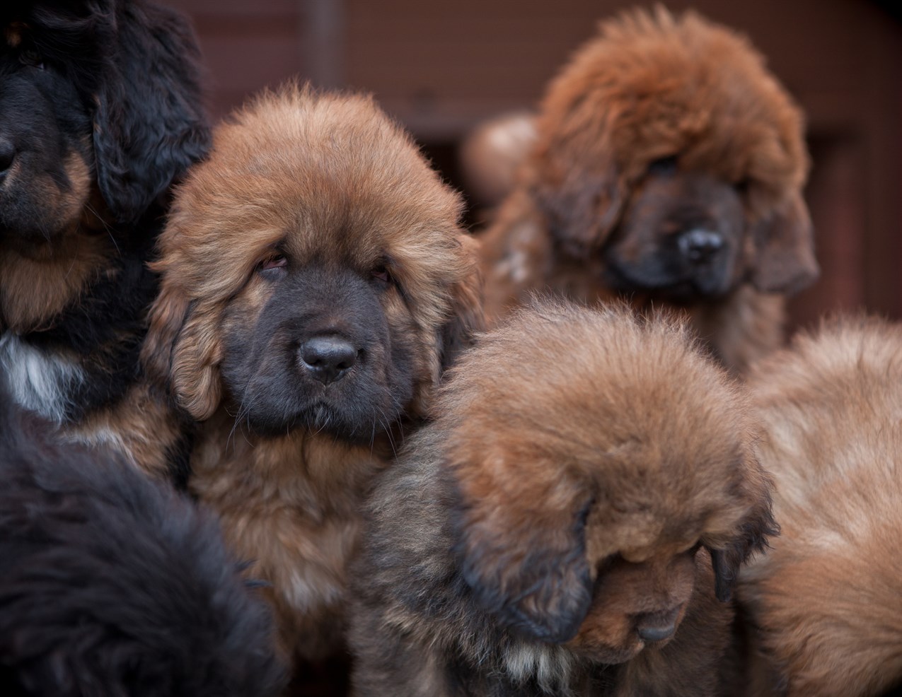 Close up view of the Tibetan Mastiff Puppies sitting closer together