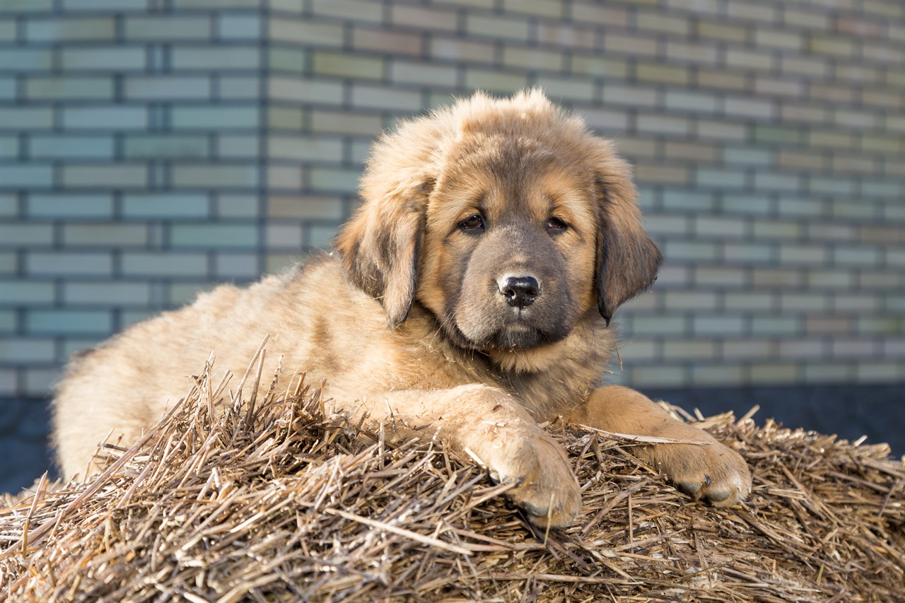 Tibetan Mastiff Puppy lying on top of hay pile looking at the camera