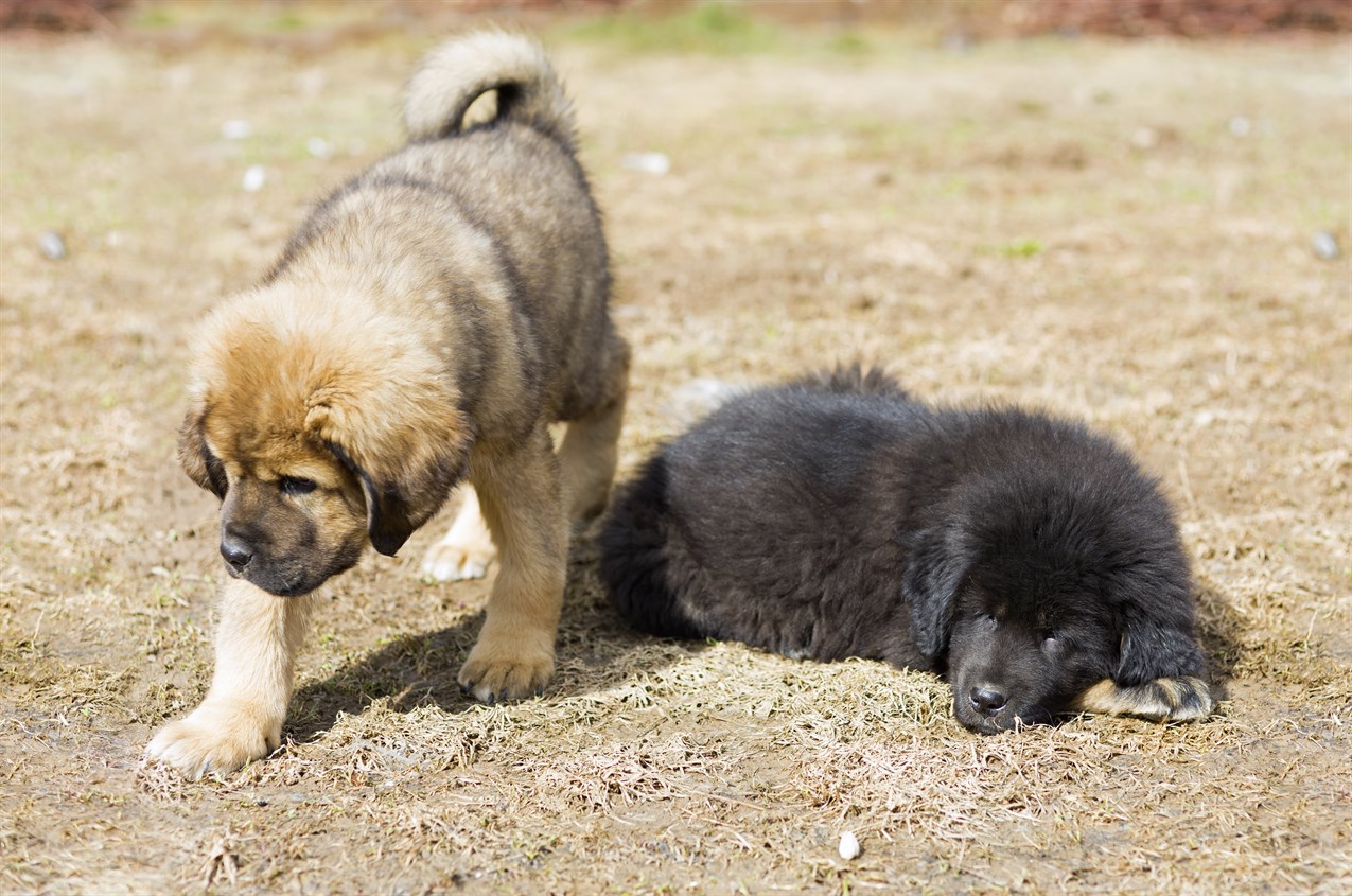 Two Tibetan Mastiff Puppies enjoying sun on patchy dried grass field