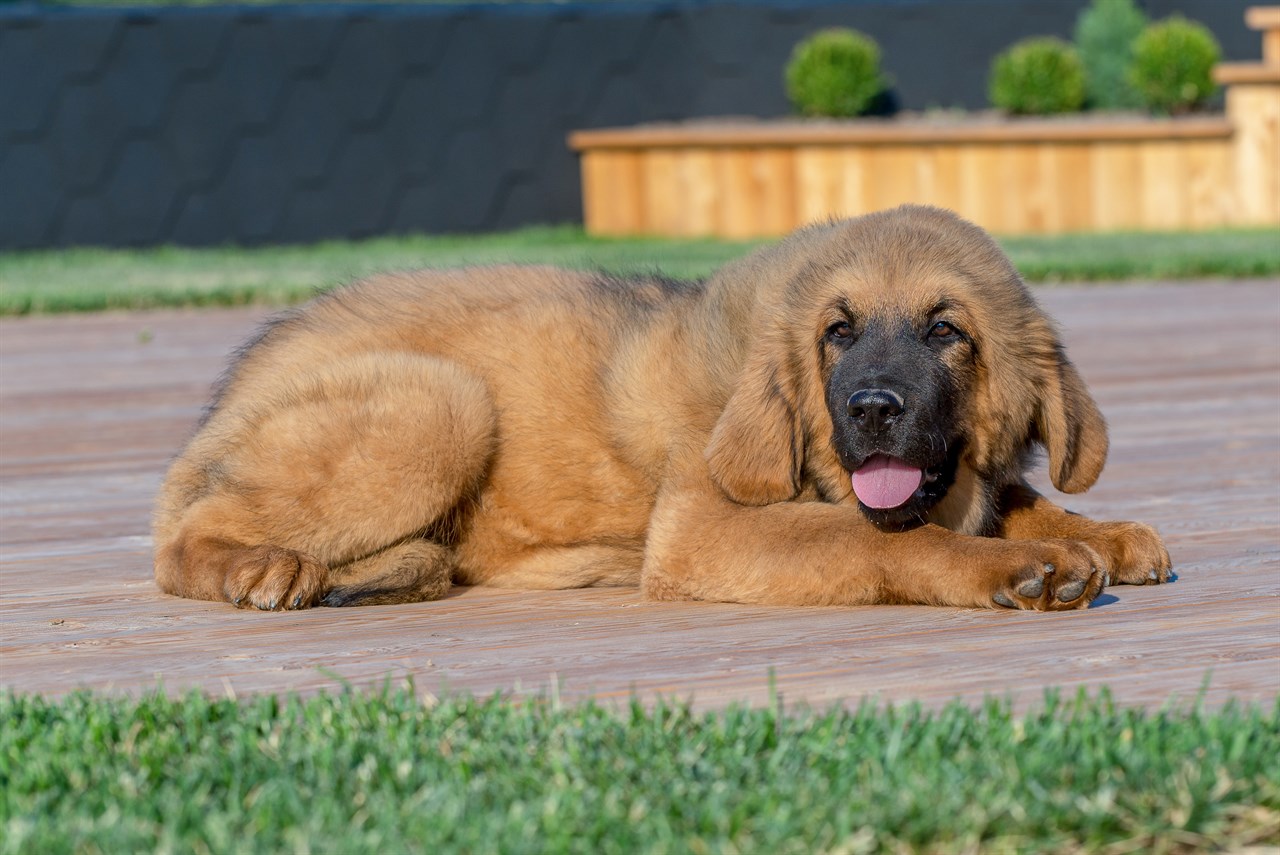 Tibetan Mastiff Puppy sitting outdoor on a wooden floor smiling at camera