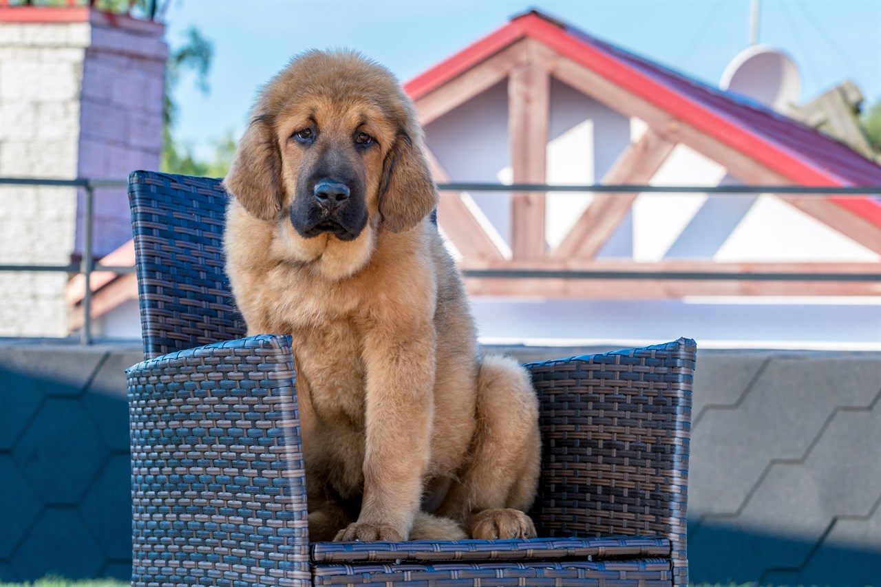 Tibetan Mastiff Puppy sitting on the rattan chair looking at camera