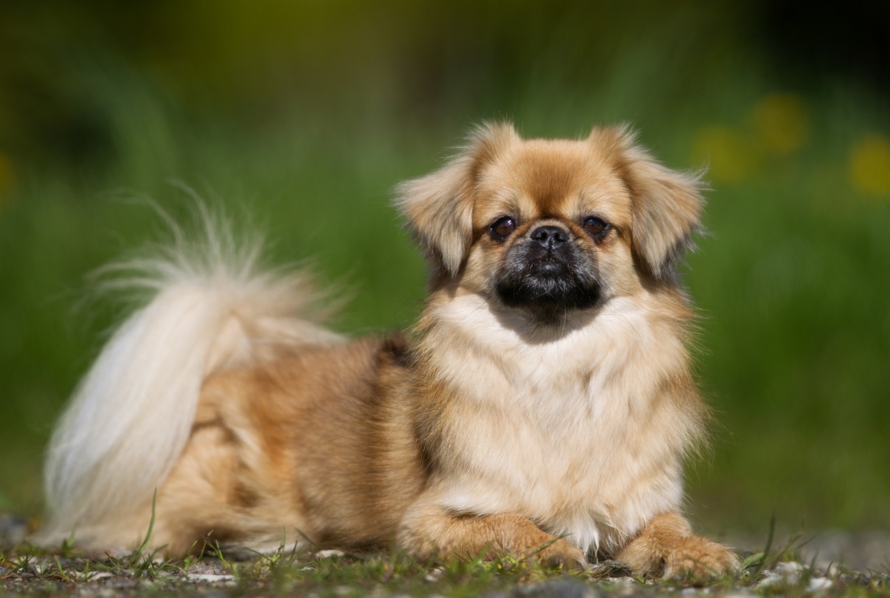 Tibetan Spaniel dog sitting on the ground looking straight towards the camera