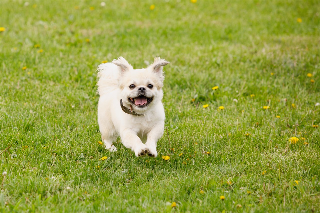 Playful Tibetan Spaniel Dog running across the green field wearing a black collar