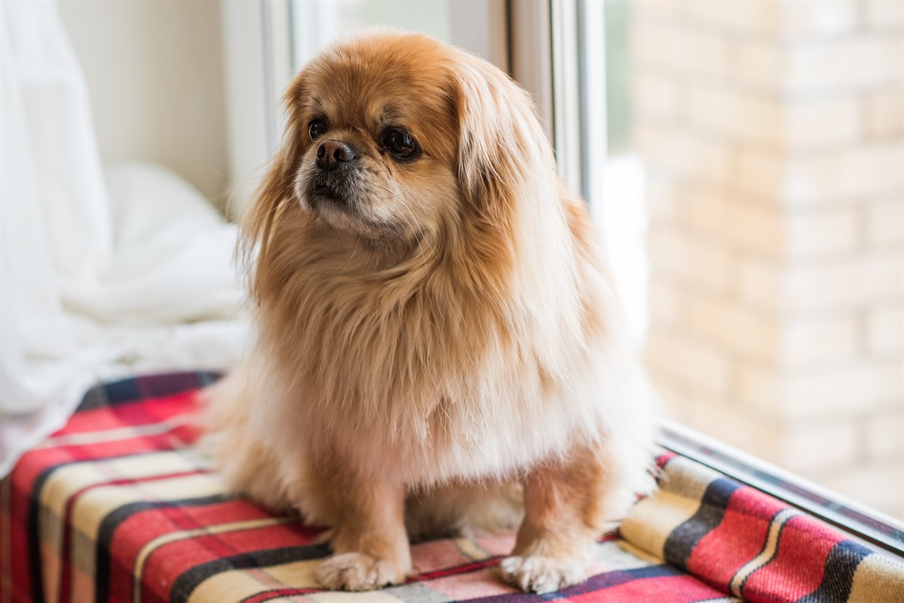 Tibetan Spaniel Dog sitting on the fabric covered window sill