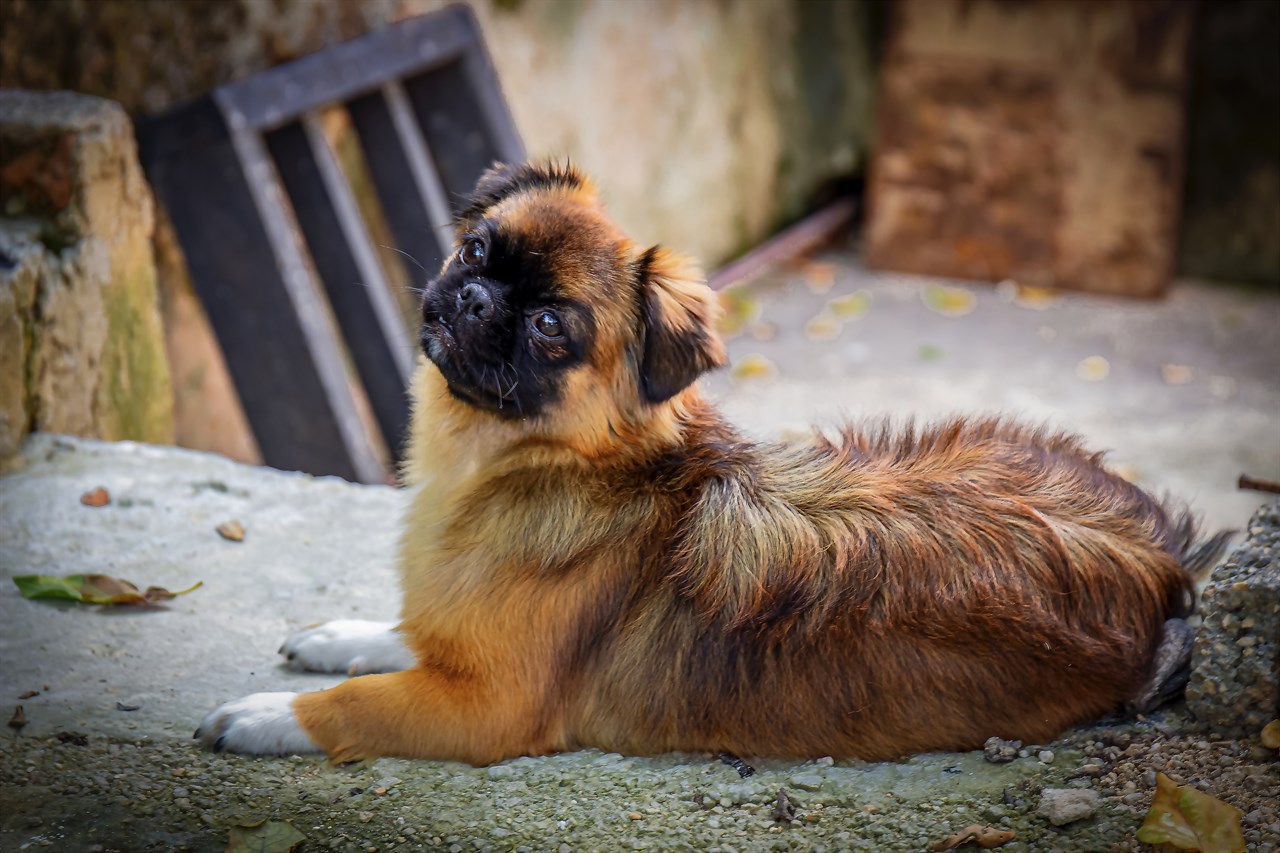 Tibetan Spaniel Dog sitting on the stone stairs looking up