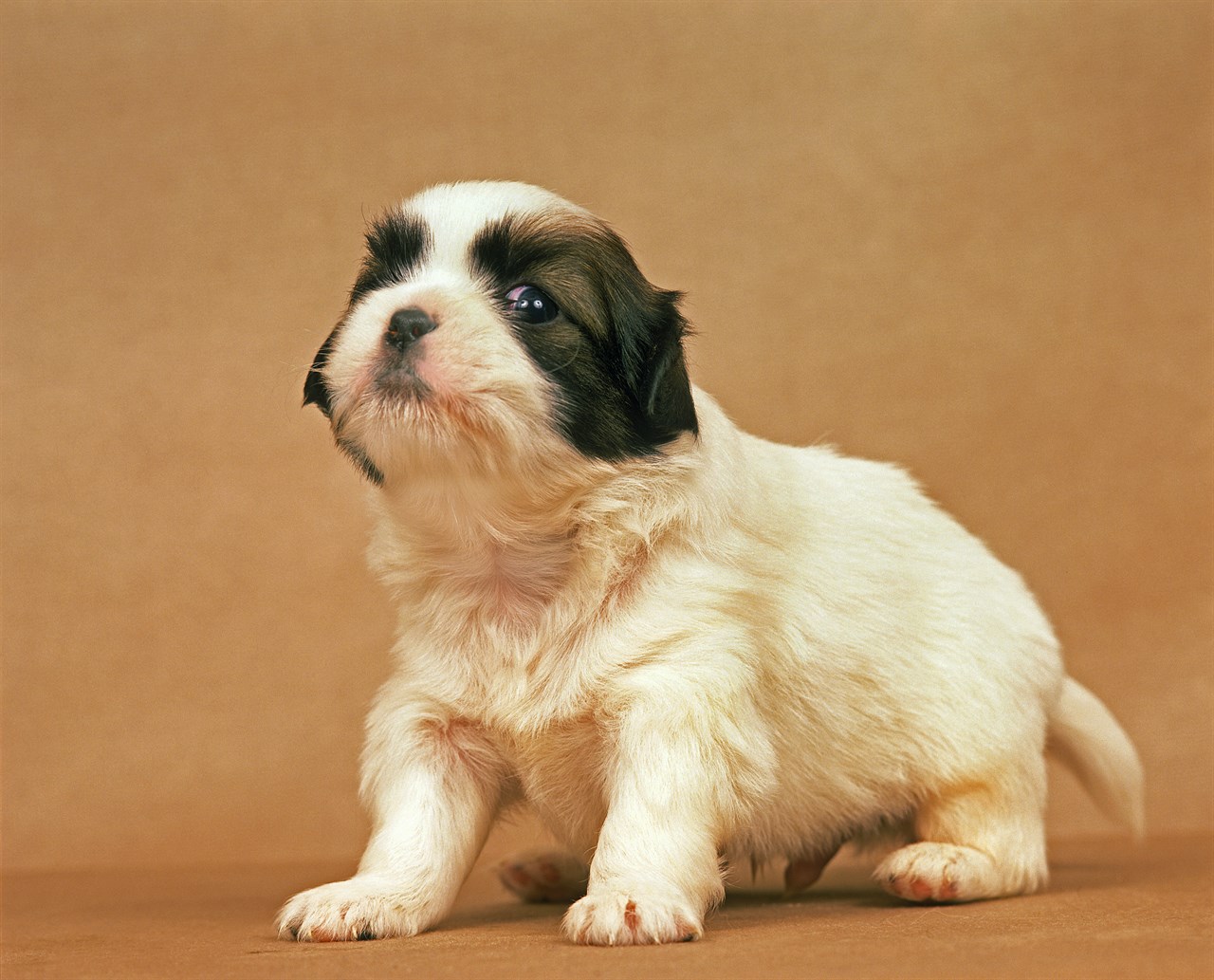 Close up view of Tibetan Spaniel Puppy standing on brown background