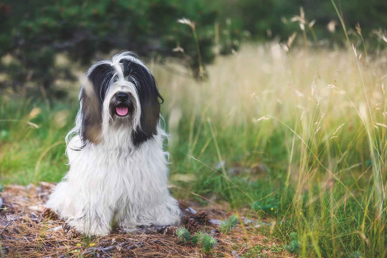 Tibetan Terrier Dog sitting on it's lower back near very tall grass with its mouth open