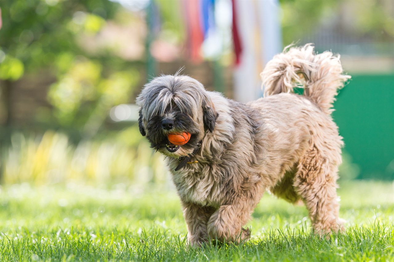 Tibetan Terrier Dog playing with its orange ball outdoor on a sunny day